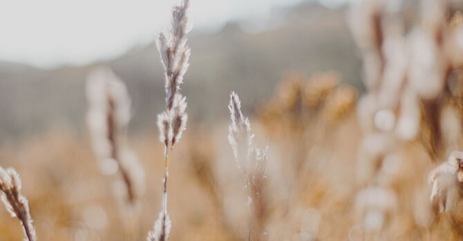 IV Drip and Botox Party