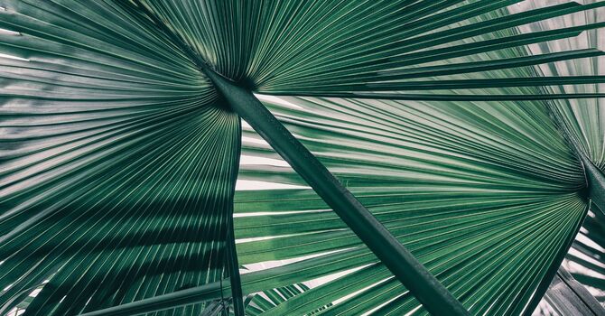 Plastic Surgery Consultations